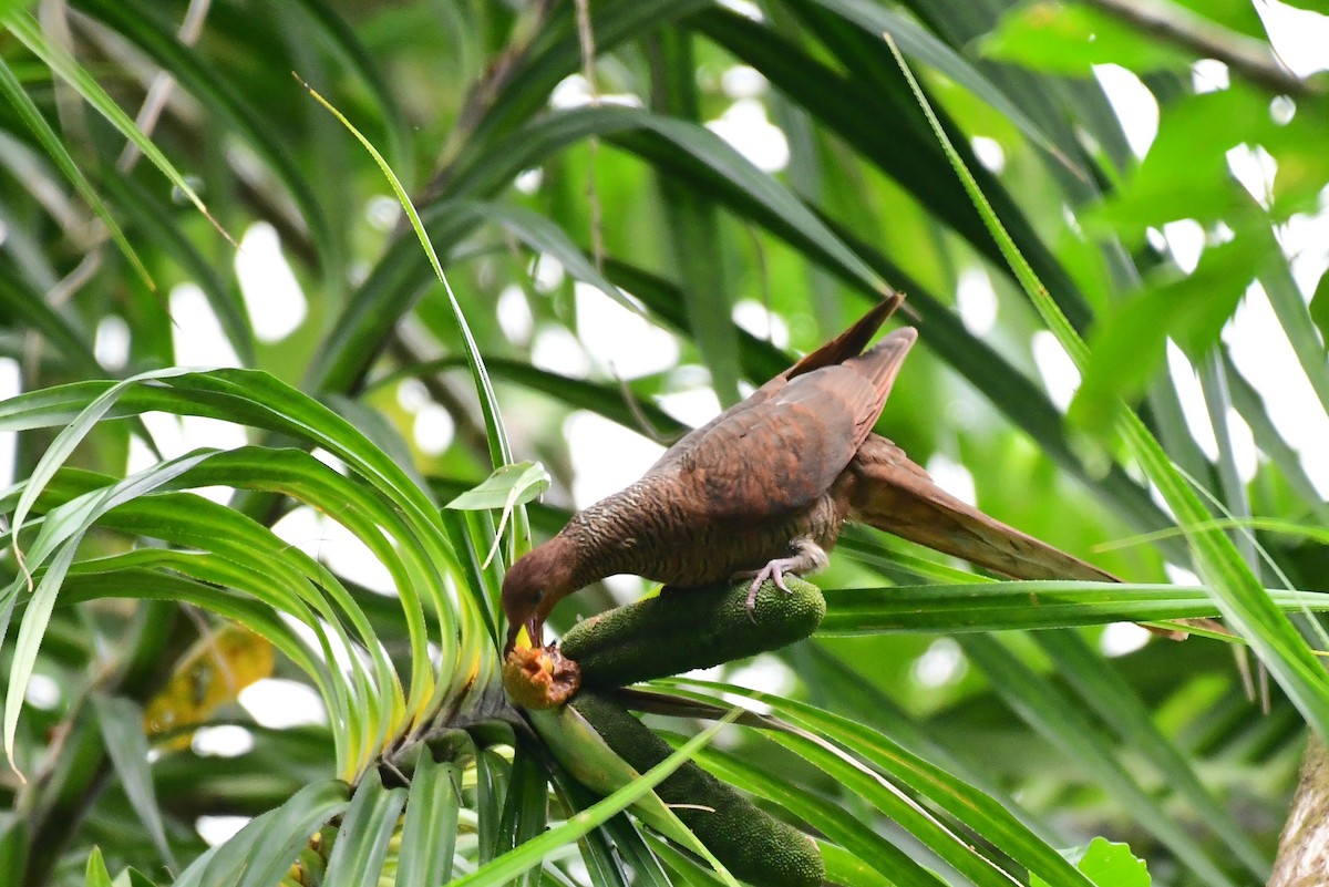 Andaman Cuckoo-Dove - ML217707091