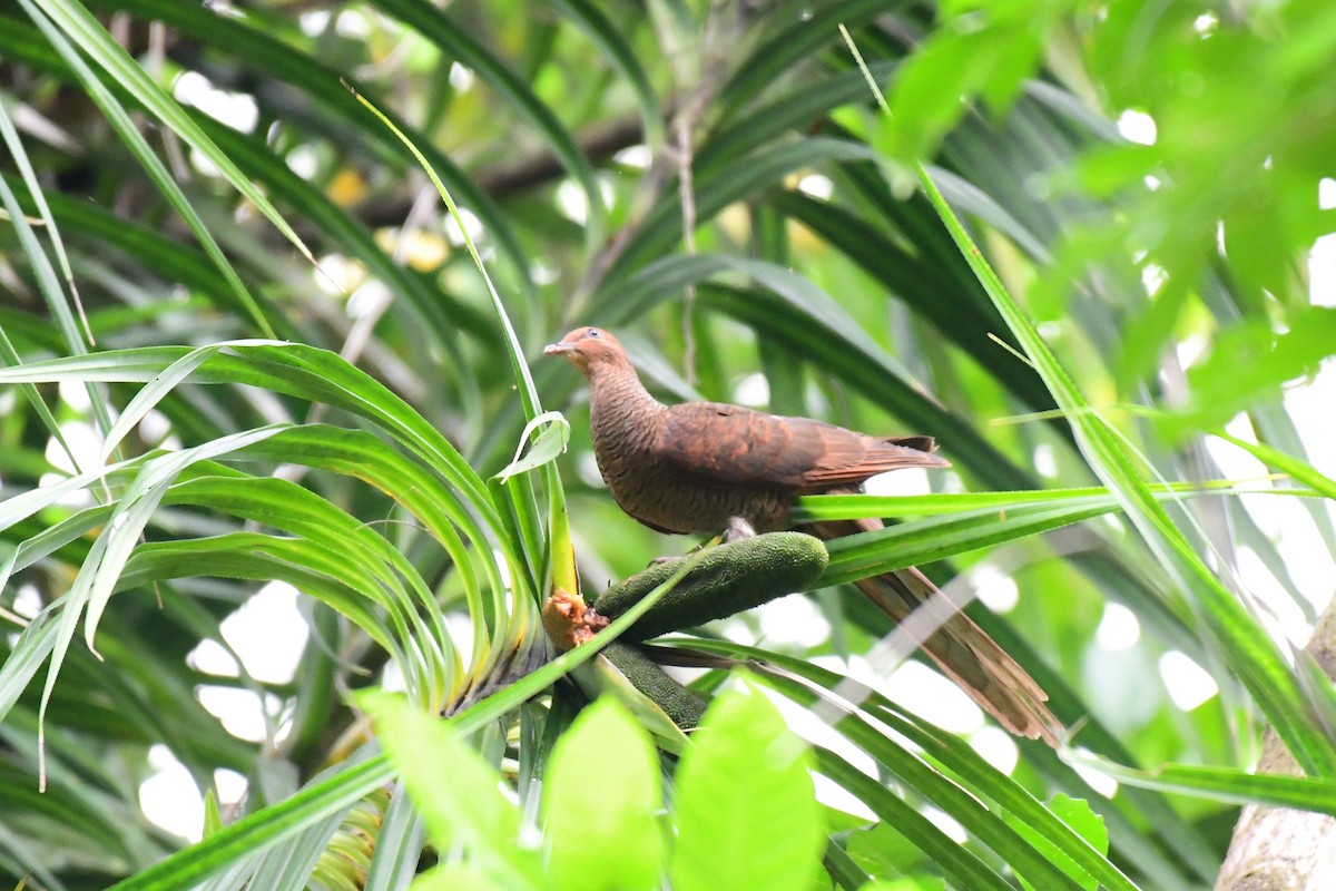 Andaman Cuckoo-Dove - Dr Jishnu R