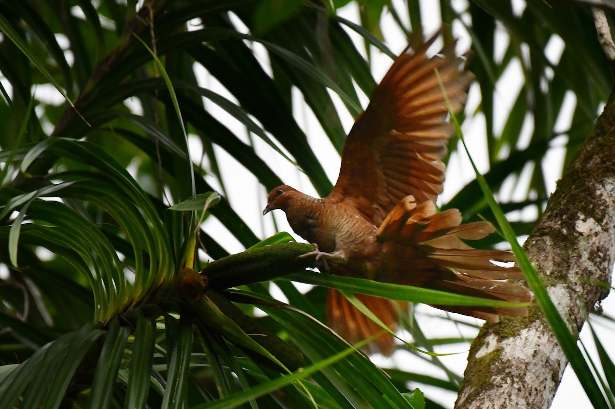 Andaman Cuckoo-Dove - ML217707111