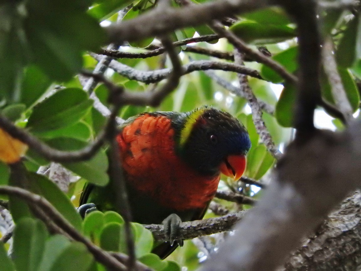 新幾內亞彩虹吸蜜鸚鵡 - ML21770881