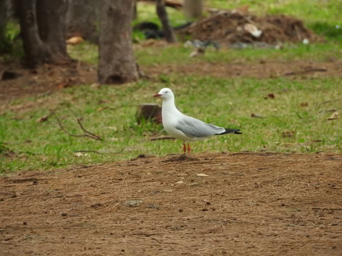 Австралийская чайка (novaehollandiae/forsteri) - ML21770901