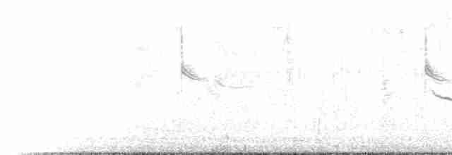 White-browed Meadowlark - ML217711