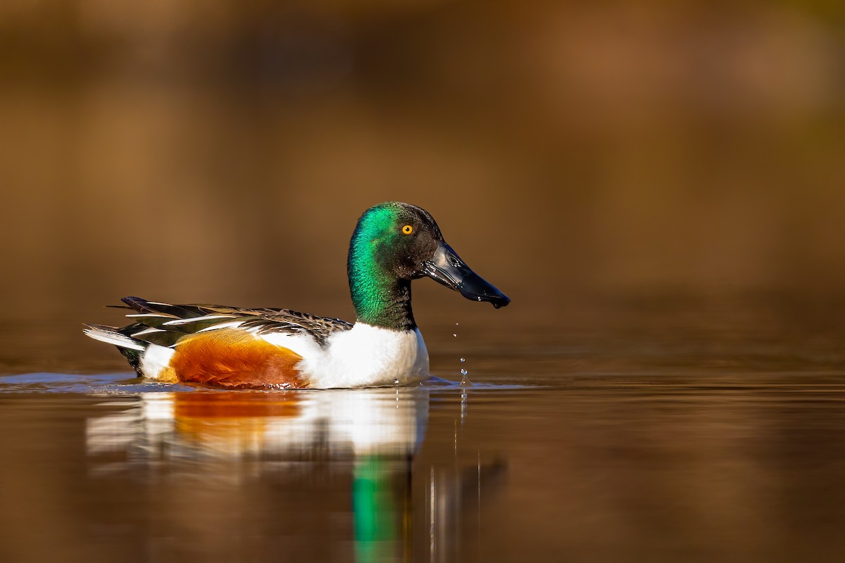 Northern Shoveler - Brad Imhoff