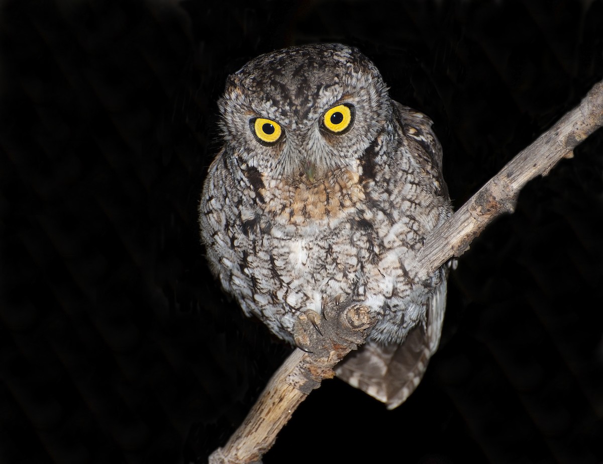 Whiskered Screech-Owl - ML217715911