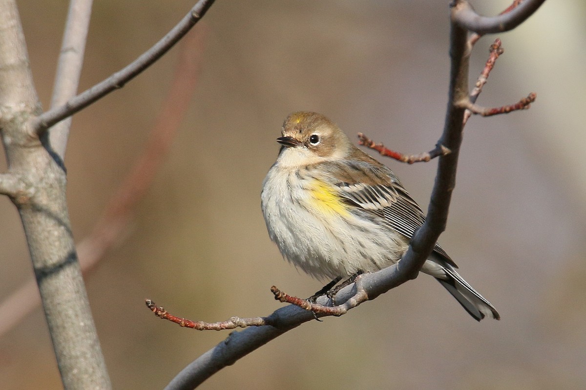 Yellow-rumped Warbler (Myrtle) - Russ Smiley