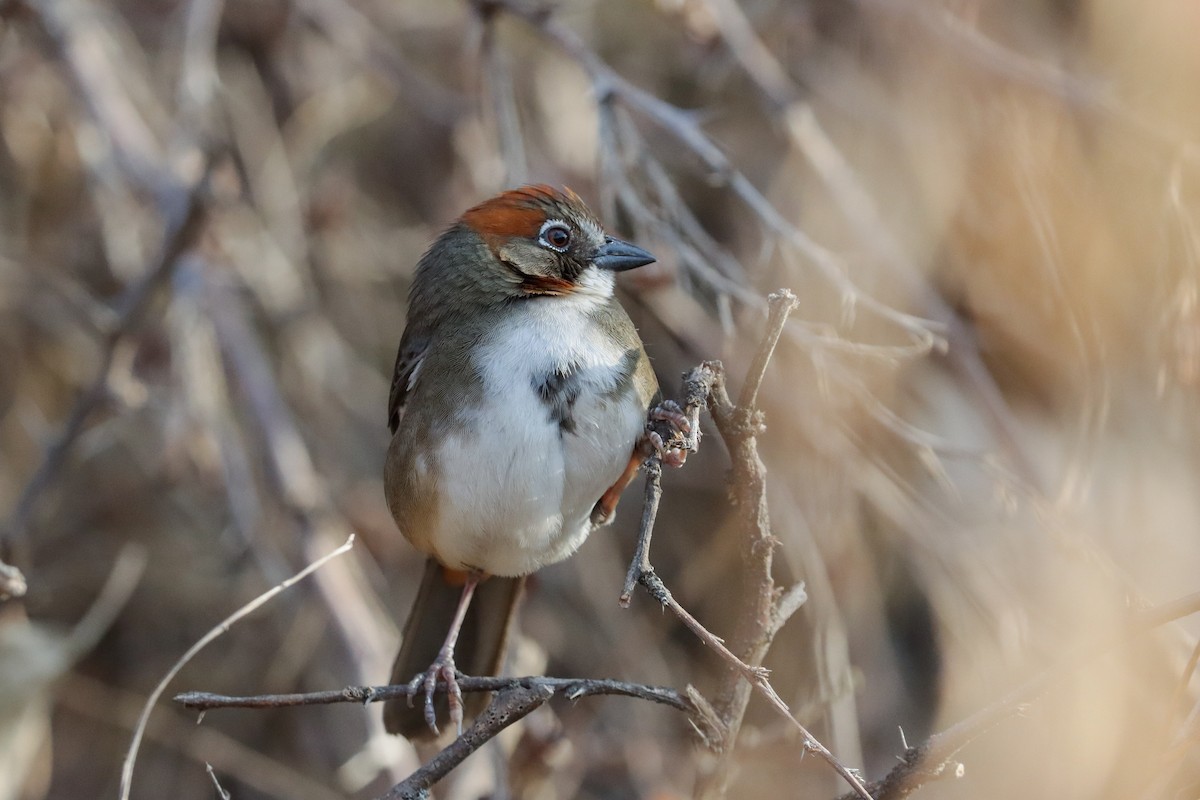 Rusty-crowned Ground-Sparrow - ML217718241