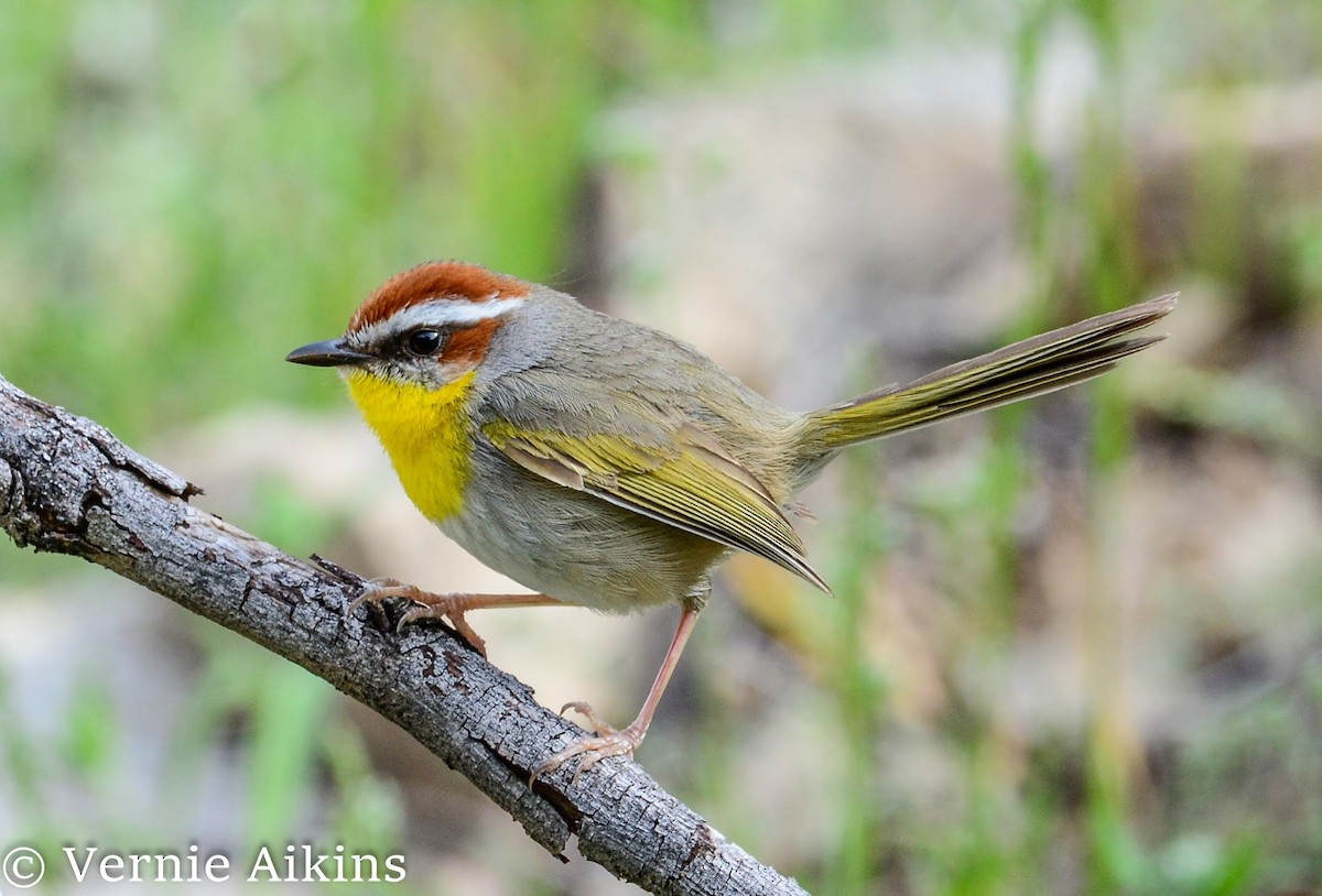 Rufous-capped Warbler - ML217718491