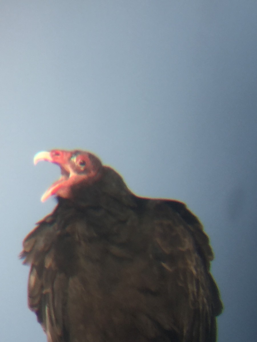Turkey Vulture - ML217719721