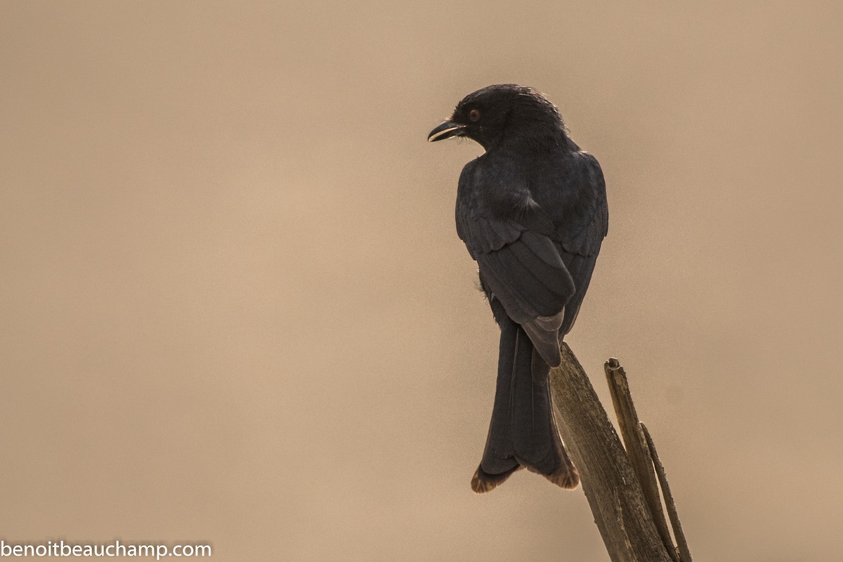 Fork-tailed Drongo - ML217720801