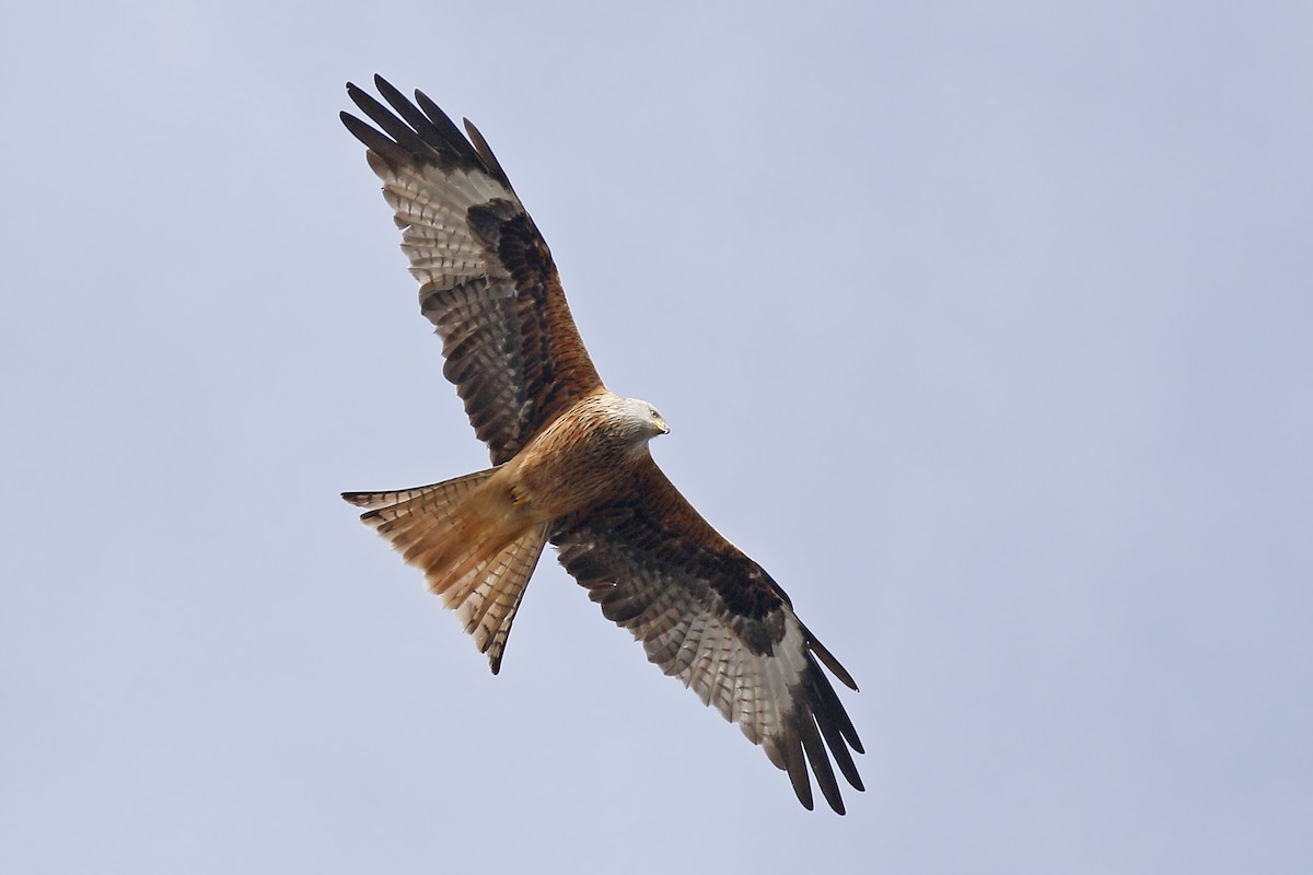 Red Kite (Red) - Jan Andersson