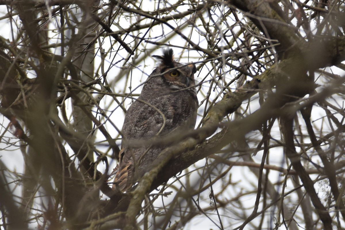 Great Horned Owl - irina shulgina