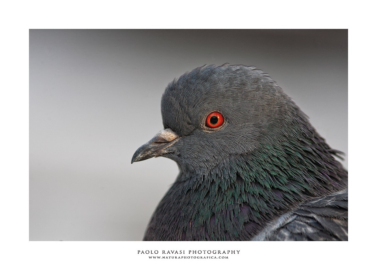 Rock Pigeon (Feral Pigeon) - Paolo Ravasi