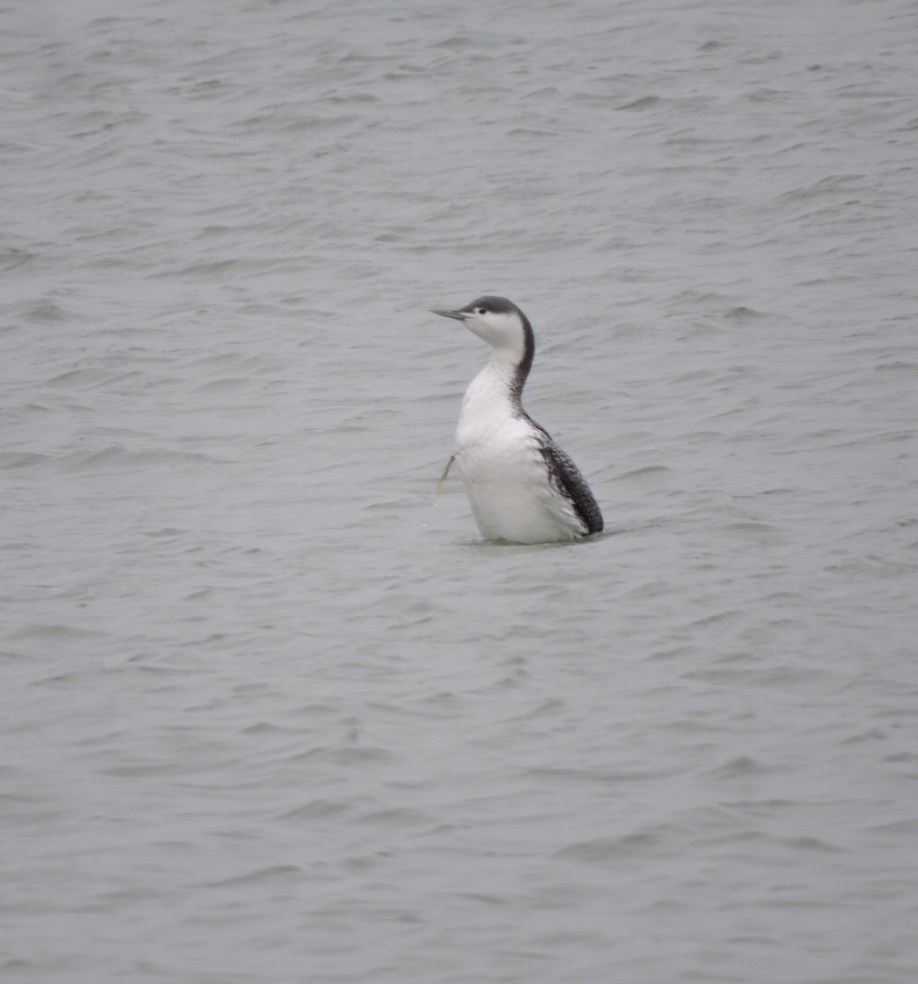 Red-throated Loon - ML217725301