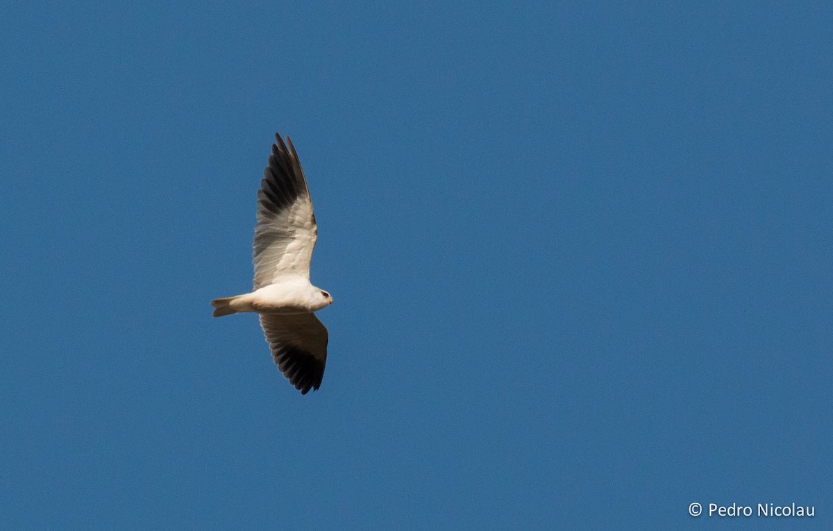 Black-winged Kite - Pedro Nicolau