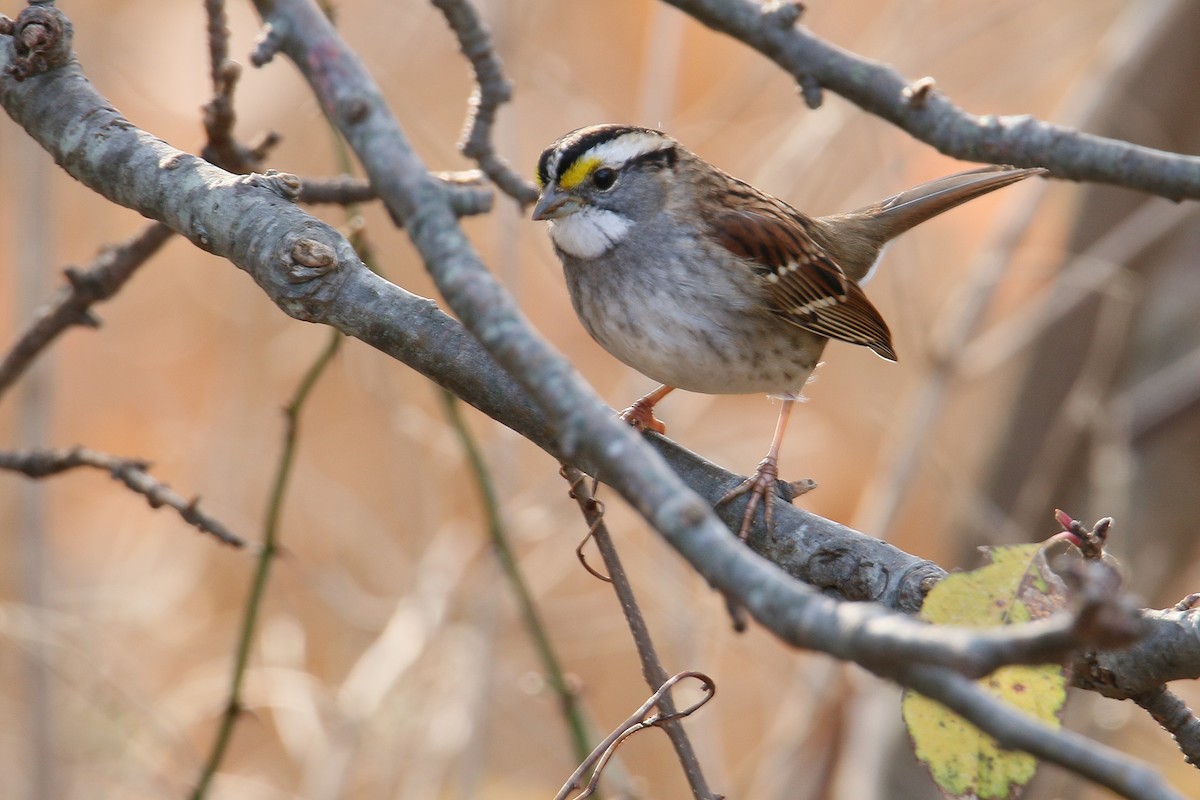 White-throated Sparrow - Russ Smiley