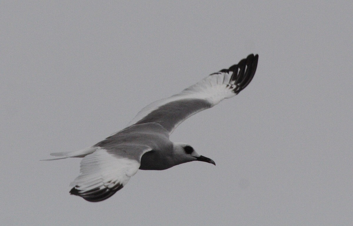 Swallow-tailed Gull - Pablo Andrés Cáceres Contreras
