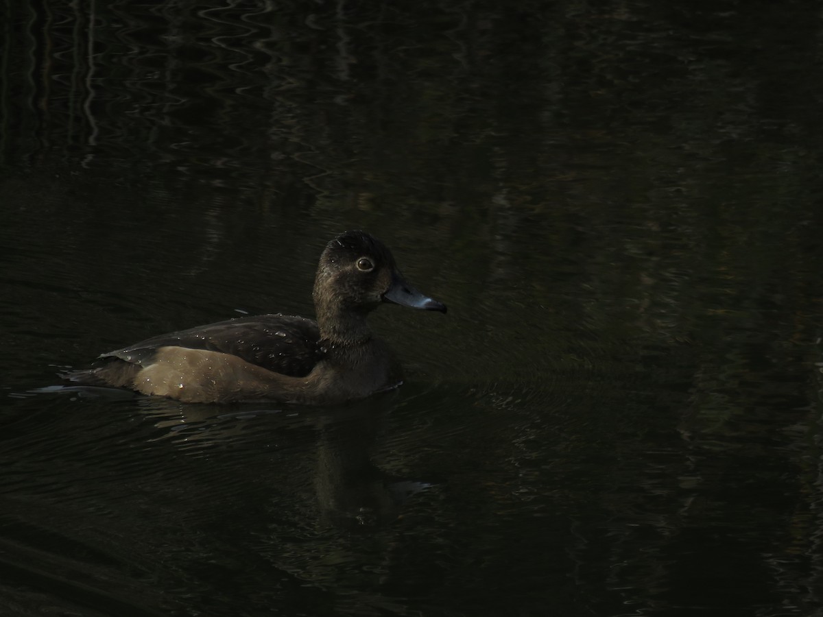 Ring-necked Duck - ML217730471