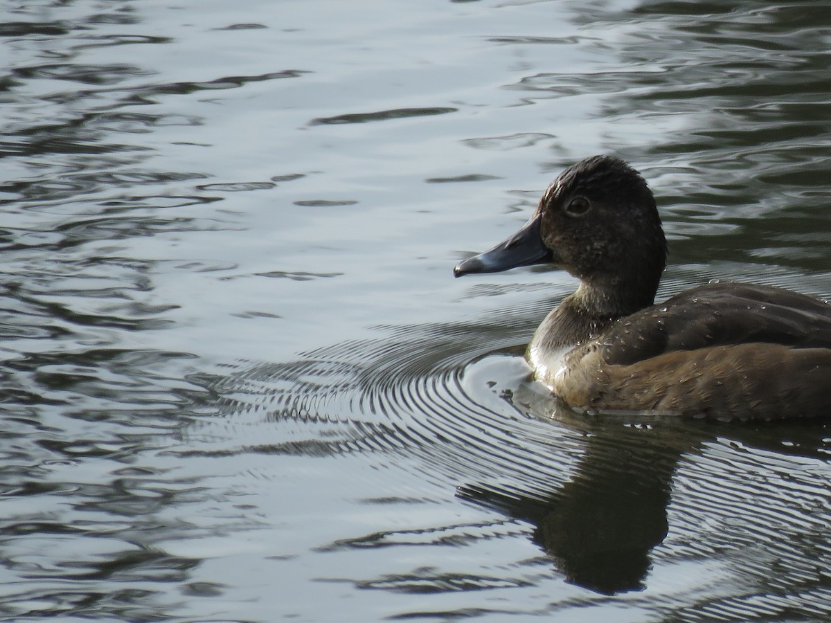Ring-necked Duck - ML217730561