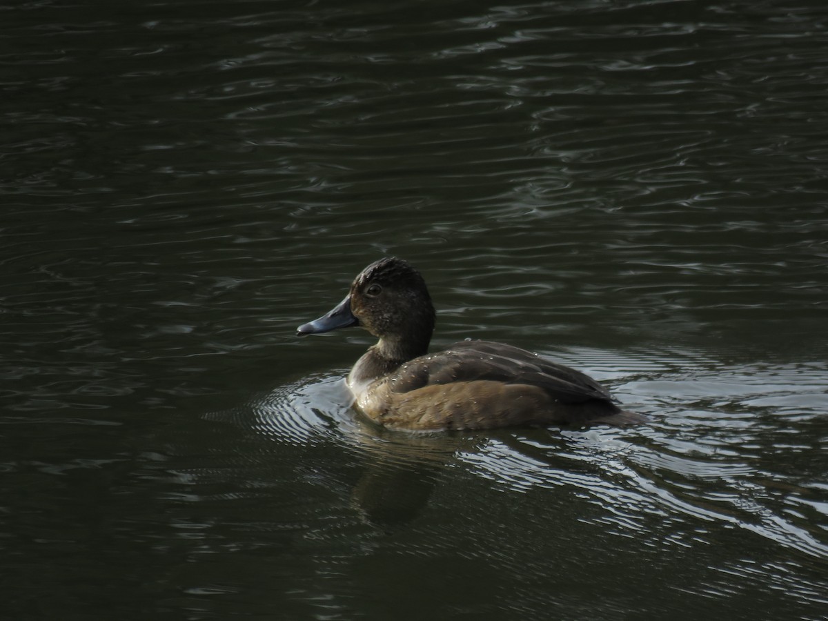 Ring-necked Duck - ML217730601