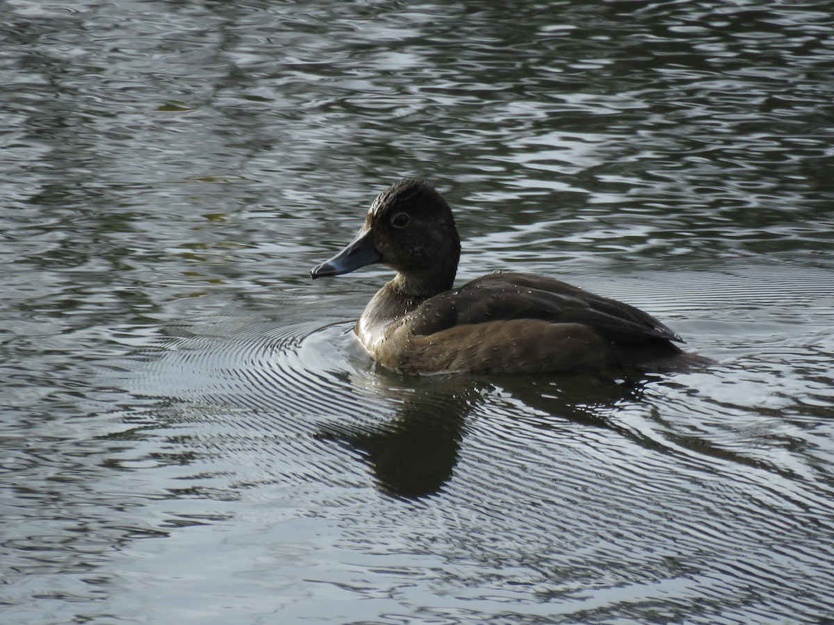 Ring-necked Duck - ML217730621