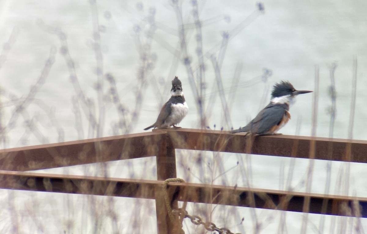 Belted Kingfisher - ML217731051