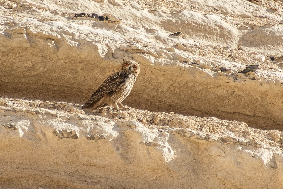 Pharaoh Eagle-Owl - Itamar Donitza