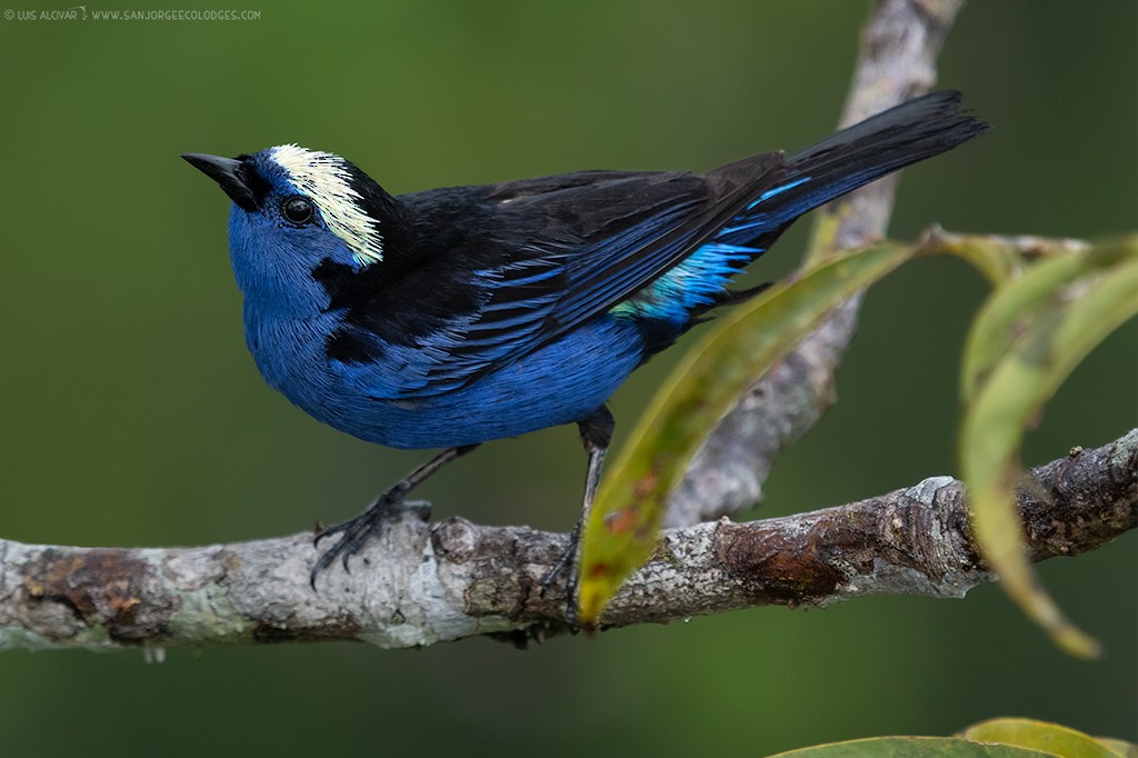 Opal-crowned Tanager - ML217735661