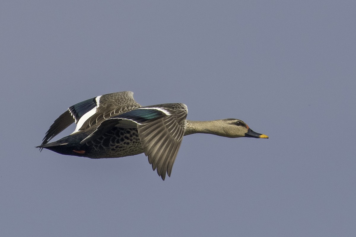 Indian Spot-billed Duck - Aseem Kothiala
