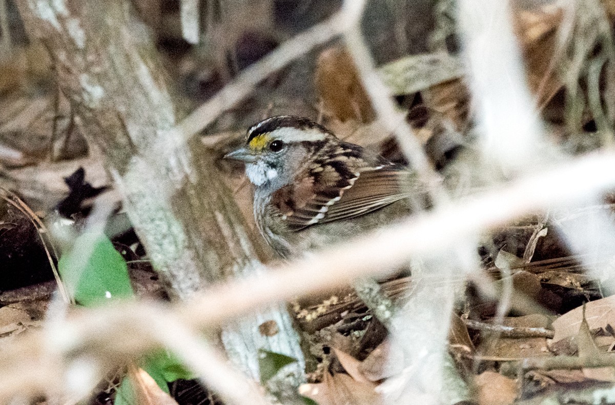 White-throated Sparrow - ML217736521