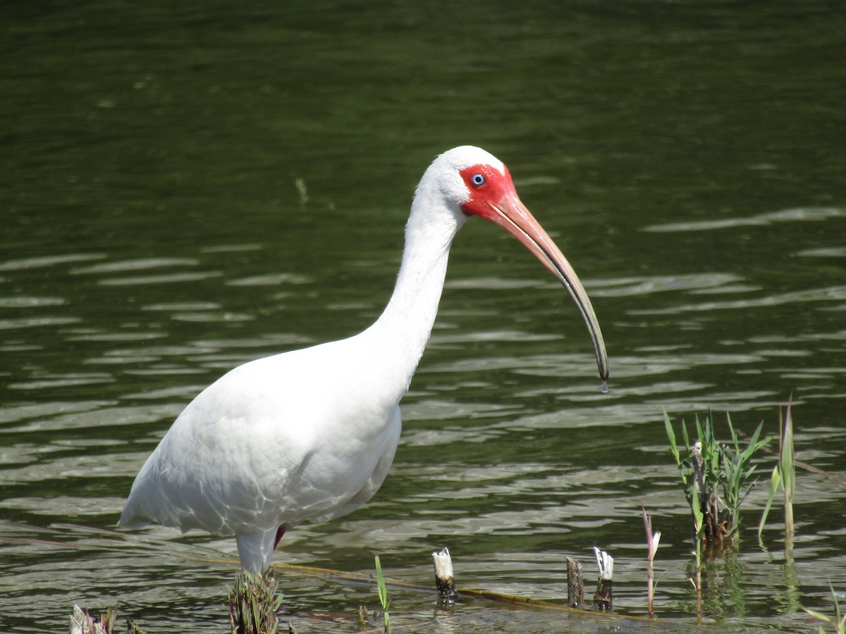 ibis bílý - ML217737501