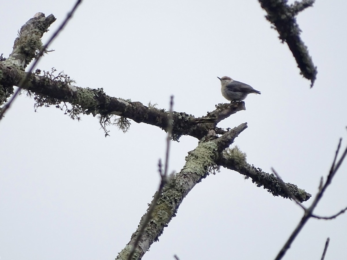 Brown-headed Nuthatch - ML217738491