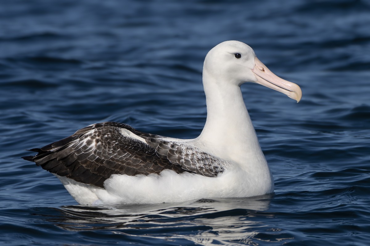Southern Royal Albatross - Jeff Maw