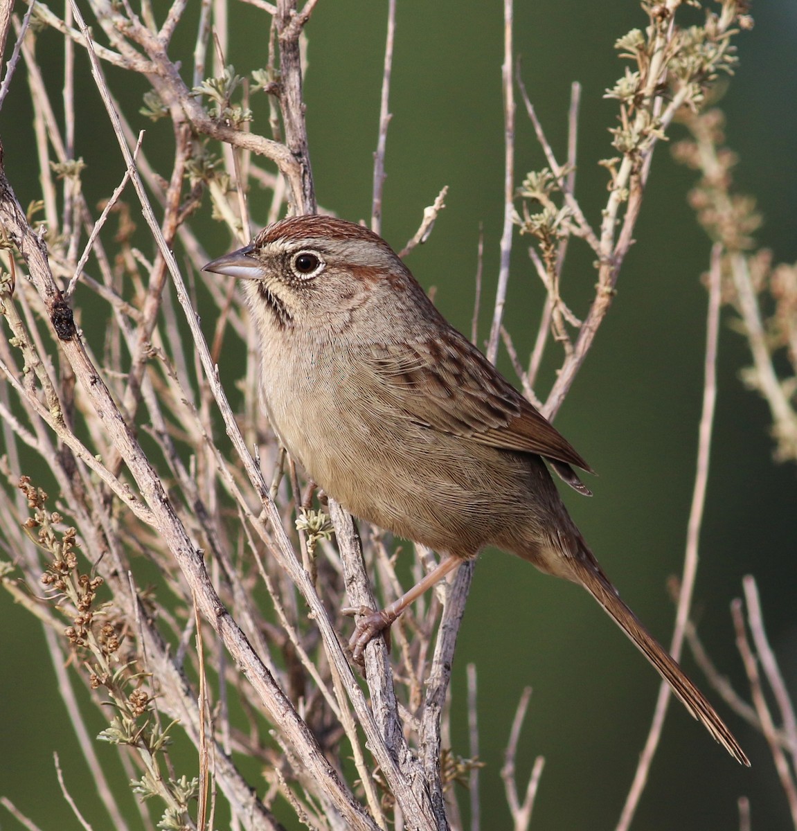 Rufous-crowned Sparrow - ML21774251