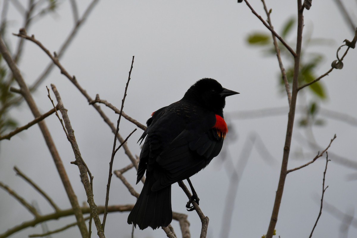 Red-winged Blackbird - John Chapple
