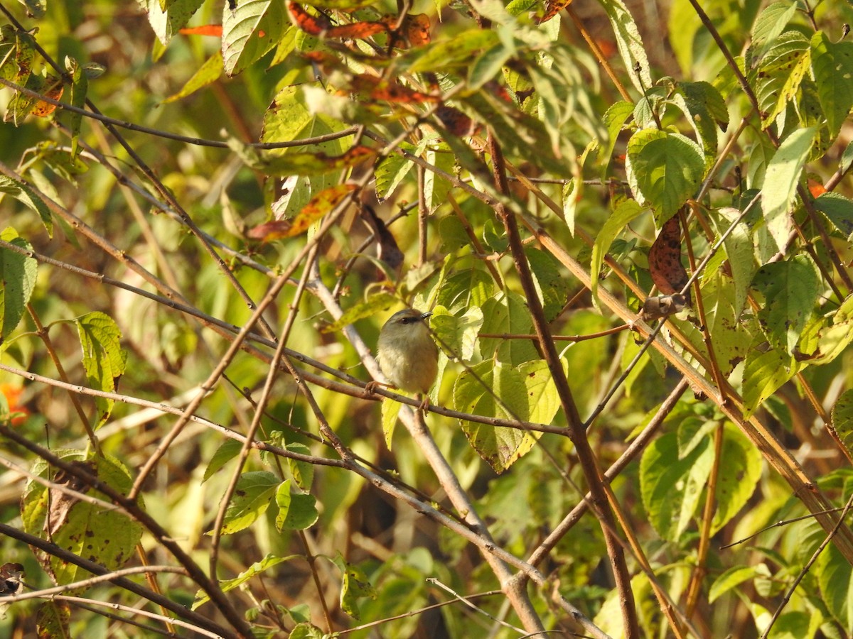 Gray-crowned Prinia - Ashwin Viswanathan