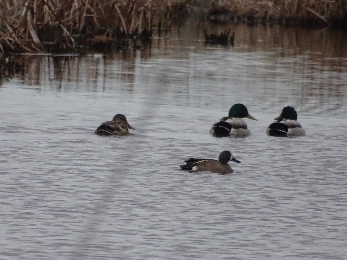 Ebird Checklist Mar Mentor Marsh State Nature Preserve Wake Robin Species