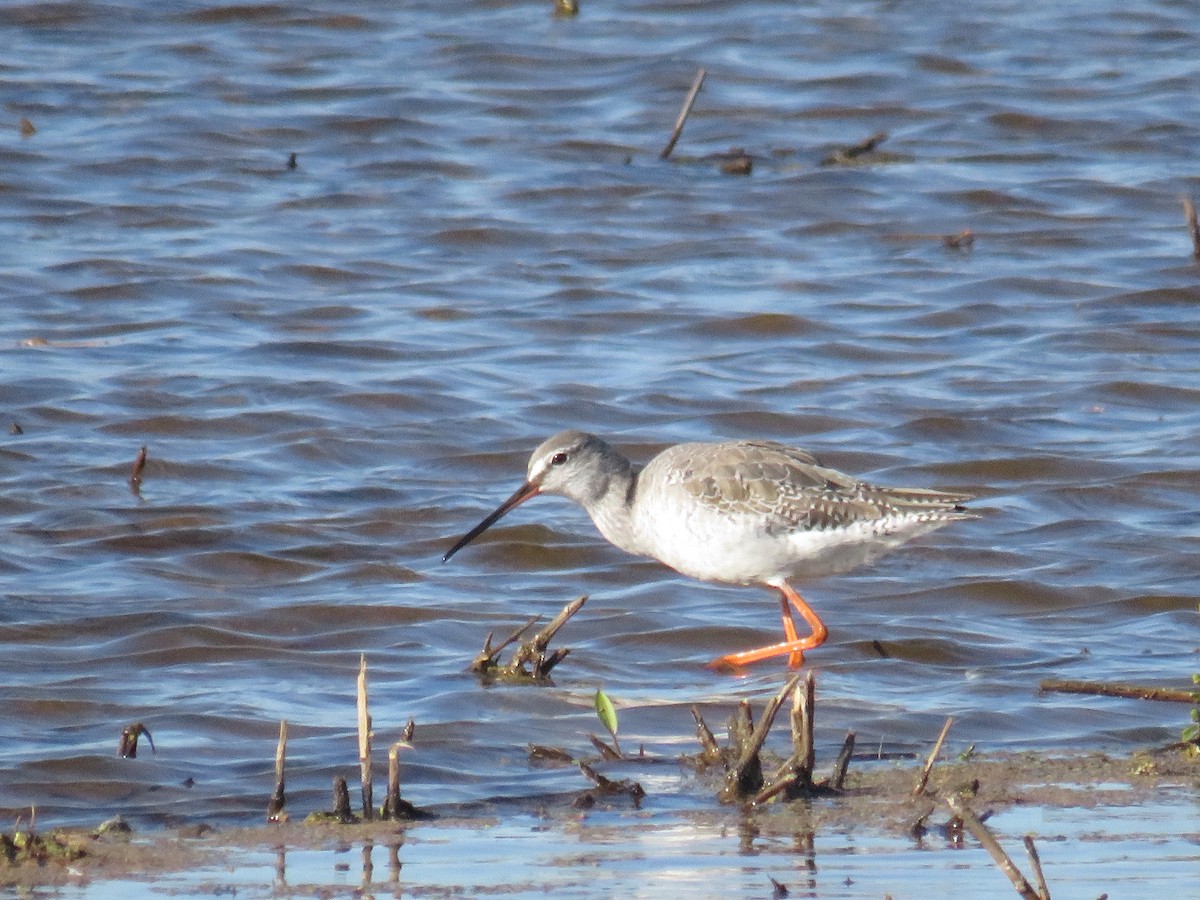 Spotted Redshank - ML217758411