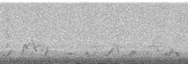 Düz Kuyruklu Çıtkuşu [euophrys grubu] - ML21776