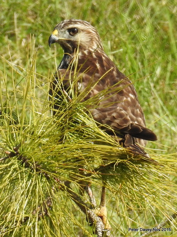 Red-tailed Hawk - Peter Davey