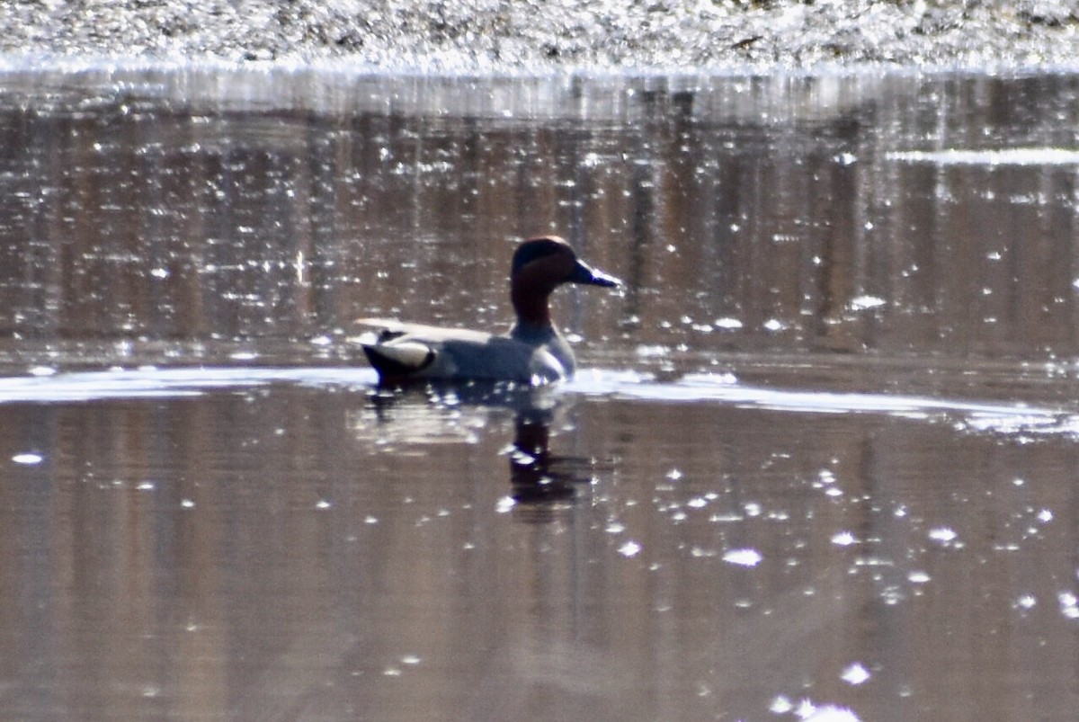 Green-winged Teal - ML217766591