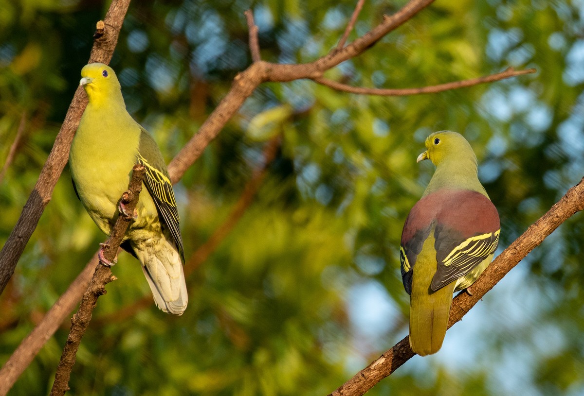 Sri Lanka Green-Pigeon - ML217771311