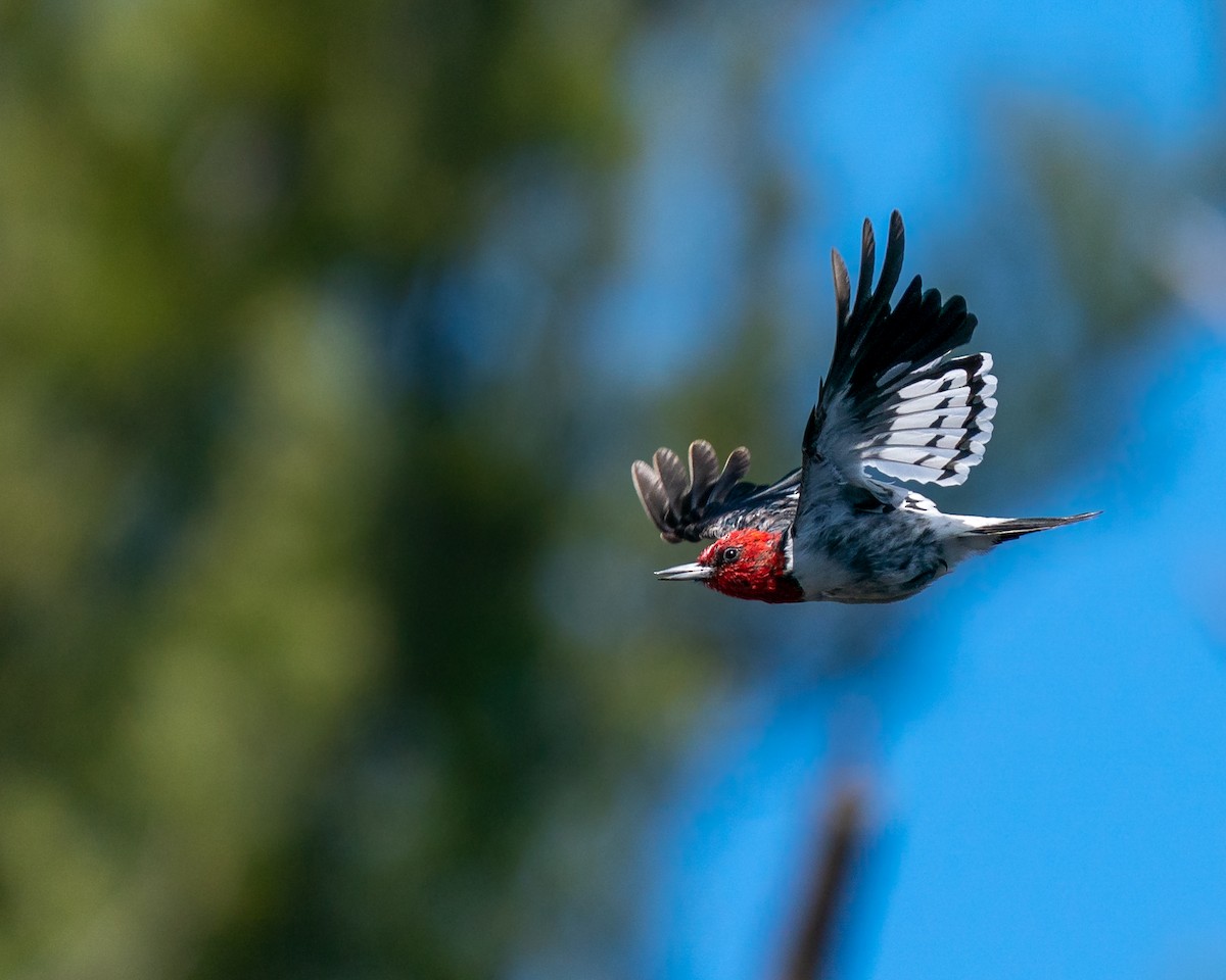 Red-headed Woodpecker - John Flagg