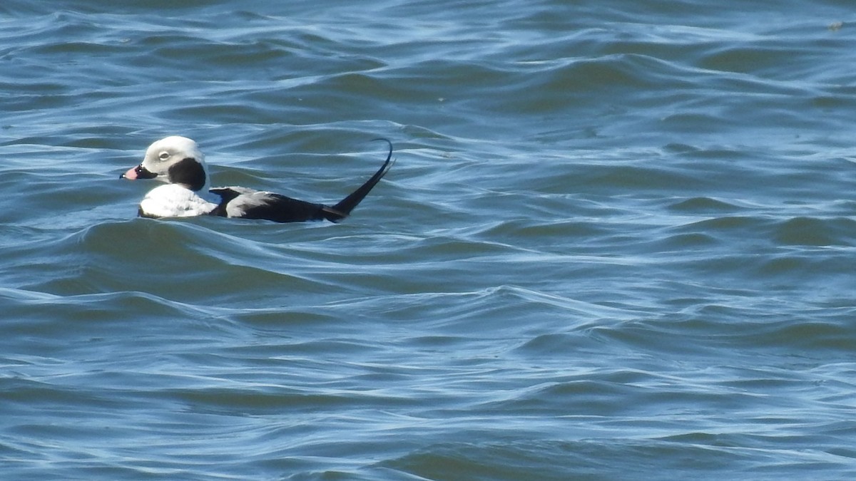Long-tailed Duck - ML217780801