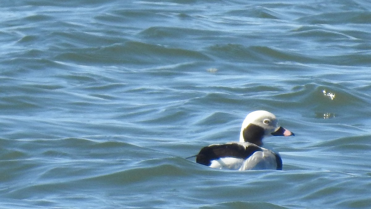 Long-tailed Duck - ML217780821