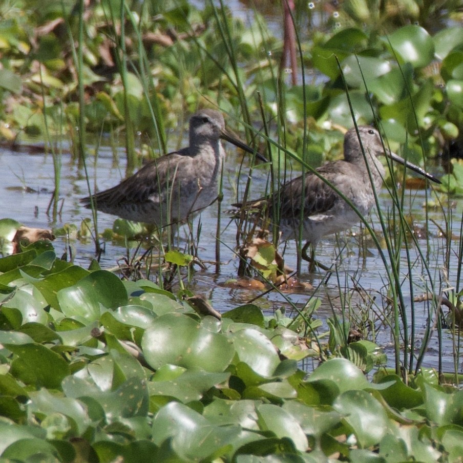 Long-billed Dowitcher - wendy ambrefe