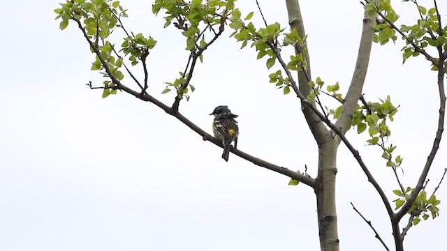 Yellow-rumped Warbler (Myrtle) - ML217785941