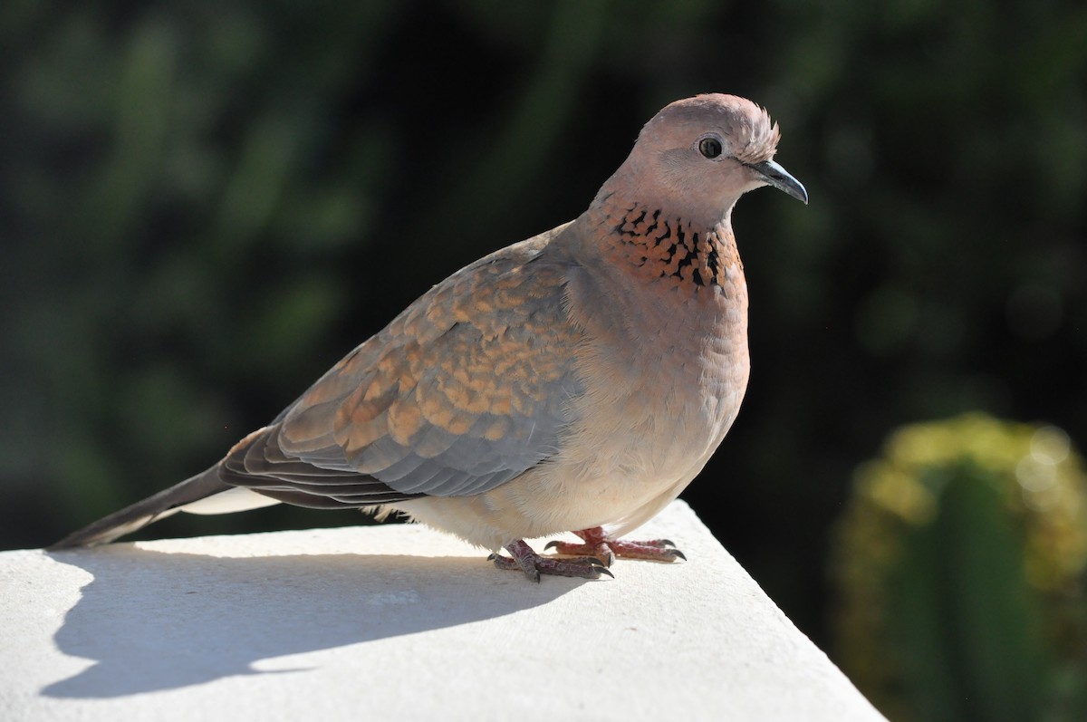 Laughing Dove - ML217786181