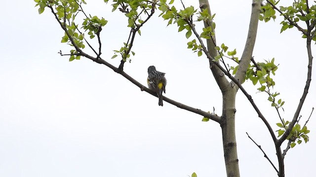 Yellow-rumped Warbler (Myrtle) - ML217786221