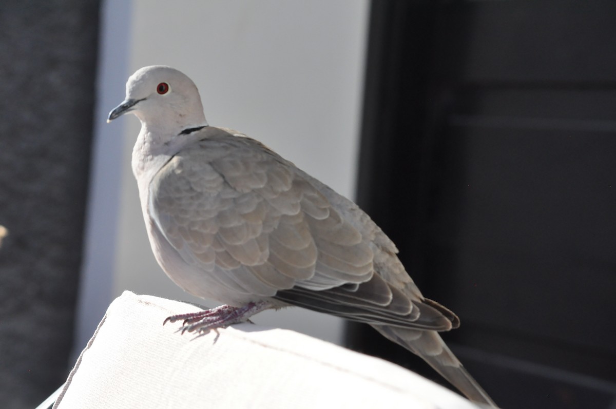 Eurasian Collared-Dove - ML217786341
