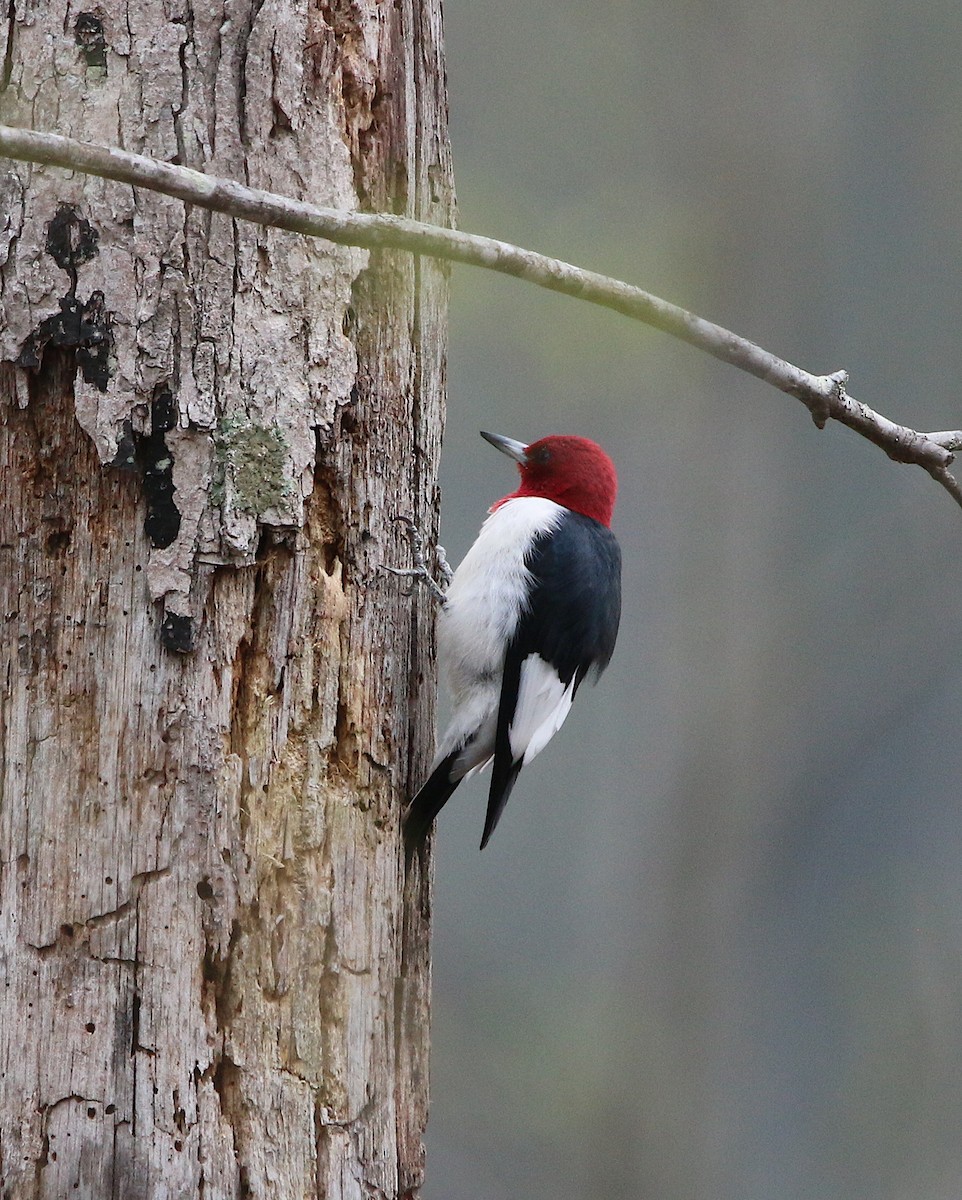Red-headed Woodpecker - ML217787131